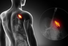 How the immune system’s key organ regenerates itself