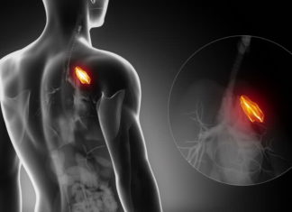 How the immune system’s key organ regenerates itself
