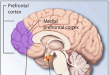 0.5 percent of the population suffer from severe PTSD