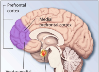 0.5 percent of the population suffer from severe PTSD