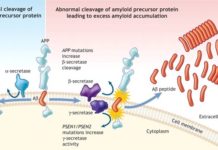 Amyloid Protein Transmission Through Neurosurgery