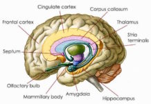 Anxiety cells’ identified in the brain’s hippocampus