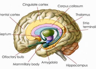 Anxiety cells’ identified in the brain’s hippocampus