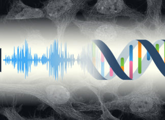 Cells rockin in their DNA: Team finds genes suppressed by sound stimulation
