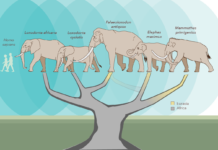 Complete genomes of extinct and living elephants sequenced