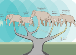 Complete genomes of extinct and living elephants sequenced