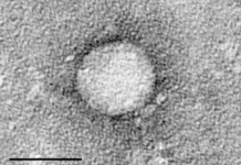 Compounds isolated from rattlesnake venom show activity against hepatitis C virus