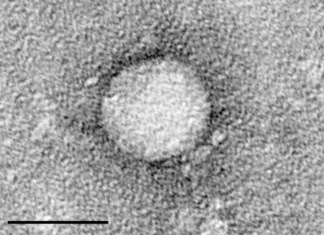 Compounds isolated from rattlesnake venom show activity against hepatitis C virus