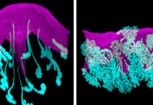 Direct link between glands and implanting embryos critical to pregnancy