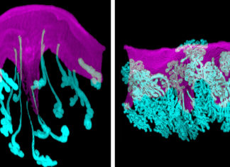 Direct link between glands and implanting embryos critical to pregnancy