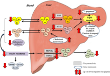 Enzyme plays a key role in calories burned both during obesity and dieting