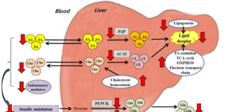 Enzyme plays a key role in calories burned both during obesity and dieting