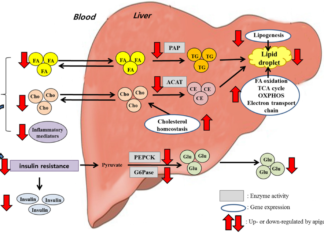 Enzyme plays a key role in calories burned both during obesity and dieting