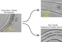 Fertility breakthrough: New research could extend egg health with age