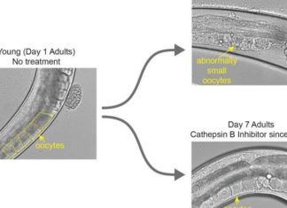 Fertility breakthrough: New research could extend egg health with age