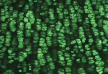 Fertility study offers unexpected lead on dwarfism
