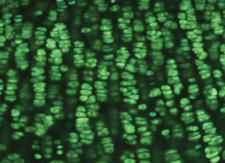 Fertility study offers unexpected lead on dwarfism