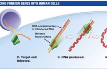 Gene Therapy Researchers Find Viral Barcode to Cross the Blood-Brain Barrier