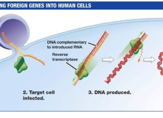 Gene Therapy Researchers Find Viral Barcode to Cross the Blood-Brain Barrier