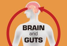 Gut-Brain Communication Demonstrates How Organs Can Work to Regulate Lifespan