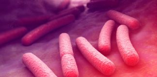 Gut microbes protect against sepsis