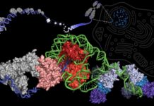 Hidden secret of immortality enzyme telomerase