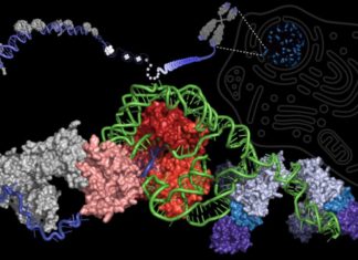 Hidden secret of immortality enzyme telomerase