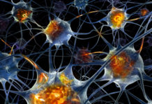 Israeli researchers grow mini-brain in a test tube