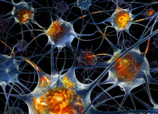 Israeli researchers grow mini-brain in a test tube