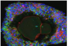 Lab-grown eggs could pave way towards new fertility treatments