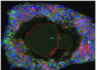 Lab-grown eggs could pave way towards new fertility treatments