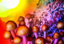 Magic Mushrooms : Researchers investigate the evolutionary development of psilocybin in some mushrooms