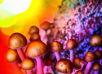 Magic Mushrooms : Researchers investigate the evolutionary development of psilocybin in some mushrooms