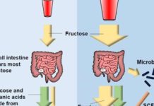 Mouse study reveals what happens in the gut after too much fructose