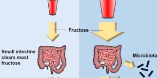 Mouse study reveals what happens in the gut after too much fructose