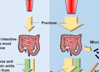 Mouse study reveals what happens in the gut after too much fructose