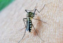 Multidrug-resistant malaria spread under the radar for years in Cambodia