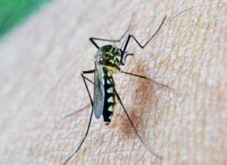 Multidrug-resistant malaria spread under the radar for years in Cambodia