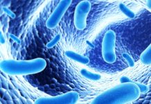 New link between gut bacteria and obesity