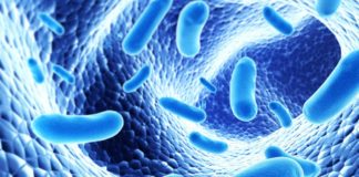 New link between gut bacteria and obesity