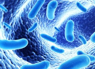 New link between gut bacteria and obesity