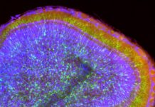 New neurons in the adult brain are involved in sensory learning