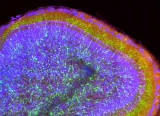 New neurons in the adult brain are involved in sensory learning