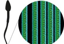 New structure discovered in human sperm tails