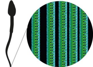 New structure discovered in human sperm tails