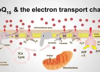 Simple molecule could prevent, alleviate pre-diabetes