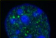 Researchers discover how liver responds so quickly to food