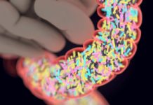 Researchers discover link between gut and type 1 diabetes
