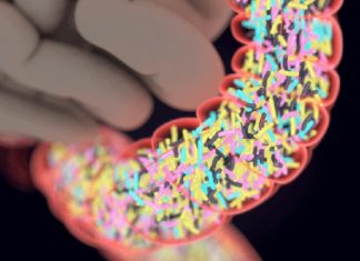 Researchers discover link between gut and type 1 diabetes