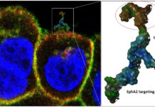 Researchers use a molecular Trojan horse to deliver chemotherapeutic drug to cancer cells